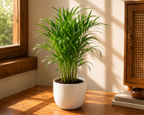 SBL - ARECA PALMS
